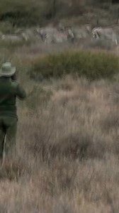 1K views · 62 reactions | Enjoy this beautiful sight of Grevy's zebra on the Lkotikal Plain, one of the most vital habitats for Grevy’s zebra within the Elbarta region, where our Grevy's Zebra Ambassadors work. This area, particularly around Lkotikal Hill, offers a highly suitable environment for the species and, at the base of the hill lies the Noosidan Dam, a crucial water point that supports both wildlife and livestock. | Grevy's Zebra Trust | Facebook