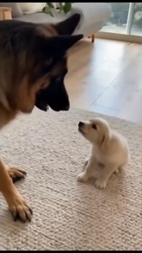 😂 A New Don Has Arrived! 🐶💪 This tiny puppy is full of attitude — barking at a huge German Shepherd like he owns the house! 🏠😂 The big dog’s face says it all 😱😅 Who do you think won this showdown? 🐾👇 #FunnyDogs #DogReel #PuppyPower #GermanShepherd #CuteAnimals #DogComedy #AnimalReels #PetLovers #DogLife #FunnyPets | FunFact Blast