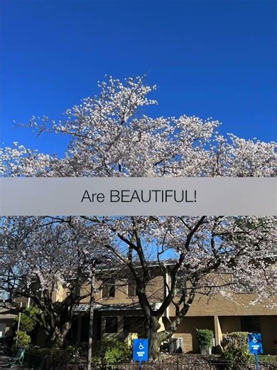 Best Cherry Blossoms in Washington DC region - Myosenji Temple