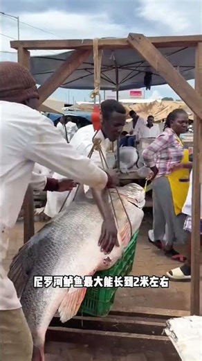 你见过这种比猪还肥的大鱼吗？ #有趣 #科普 #乌干达 #尼罗河鲈鱼 #全球看点