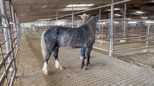 7.8K views · 80 reactions | LOT #56 “Greys Golden Chance” 2018...