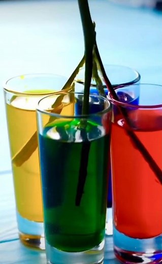 flower color changing experiment | rainbow color rose plant #shorts #craftswithmisbah