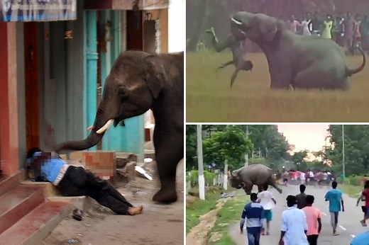 World’s worst elephant attacks including beast called Osama bin laden
