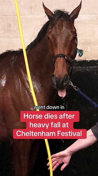Horse Dies After Terrible Fall at Cheltenham Races