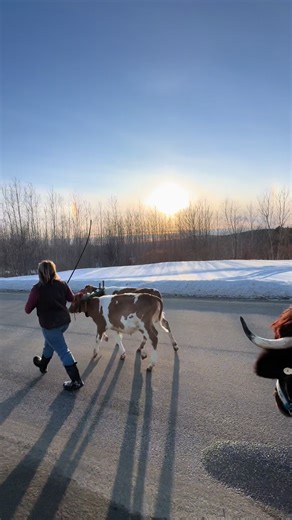 Exploring Cattle Scene in Ayrshire: Bulls and Bottle Calves