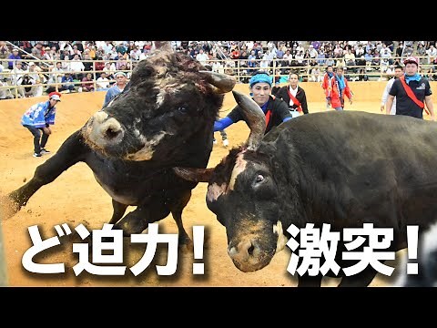 ど迫力！ 激突！ 秋の全島闘牛大会