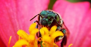 Pčele nisu jedina vrsta koju ni po koju cenu ne smemo da izgubimo: Ima ih još 7