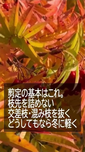 ナナカマド #樹木 #春の花