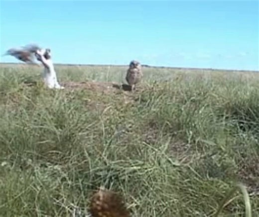 We're not horsing around this #throwbackthursday – did you know that the burrowing owl is also known as the "howdy owl"? 🤠⁠ ⁠ Their signature head bob is thought to help them get a good look at what's over yonder, from all different perspectives! ⁠ ⁠ Wildlife Preservation Canada has kept these owls hootin' and hollerin' since 1995. Our teams developed an innovative soft-release technique, that gave these owls the chance to adapt to the wild before being fully released from our conservation bree