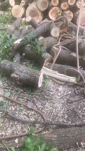 What “Clearing Trees for a House” Really Involves #treeremoval