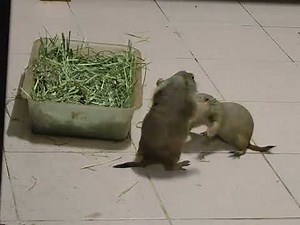 Prairie dog playing together