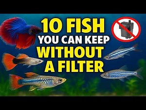 10 Easy Fish You Can Keep Without a Filter | Perfect for Beginners!
