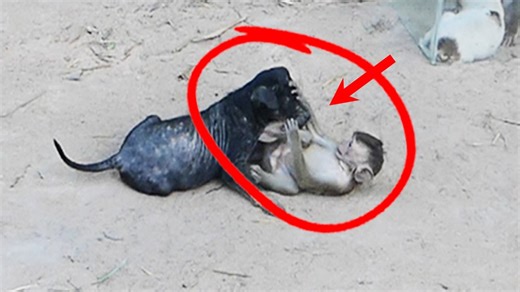 22K views · 275 reactions | Lovely Puppy and Baby Alien Enjoy Playing Inside the Mirror So Much.mp4 | Monkey Family | Facebook