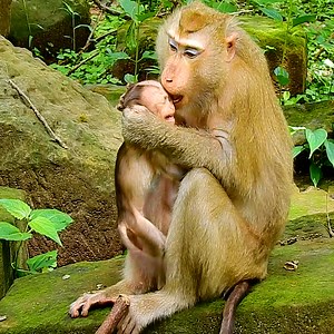 14K views · 560 reactions | Pitiful baby monkey was discipline hard by nasty mother | Monkeys Premature | Facebook