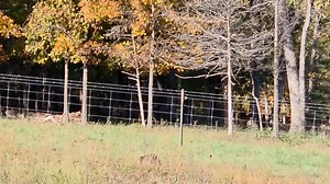 1.1K views · 22 reactions | #icotec | Corey Low | Facebook