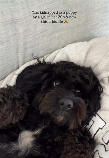 Caring for Your Cockapoo: Tips for Treats and Training