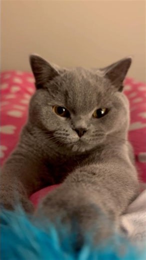 💖Purrrrfection😻 🐾✨