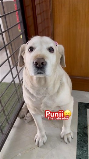 इंसान की आँखें कब खुलती हैं, यह labrador का यह moment बताएगा 🐾