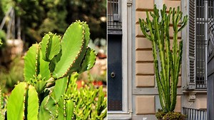 Euphorbia ingens o cactus Cowboy, una suculenta perfecta para tu hogar