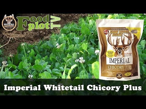 Whitetail Institute Chicory Plus Food Plots