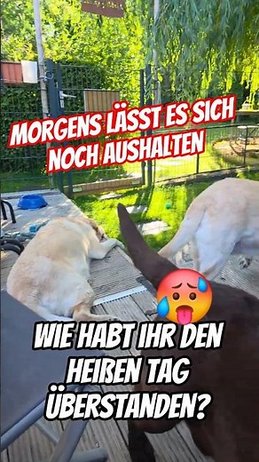 🌞🥵Wie habt ihr den heißen Tag überstanden? Morgens ist es nicht so heiß. #labrador #puppy