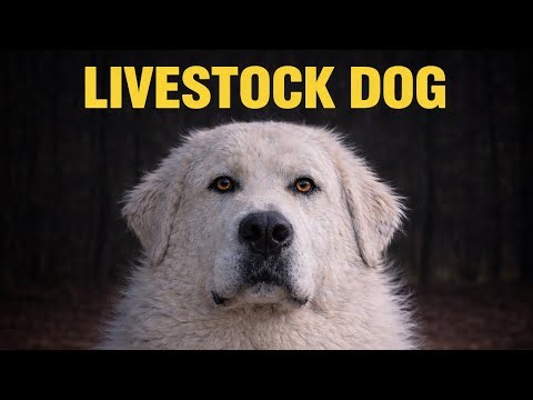 How to Train Your Great Pyrenees