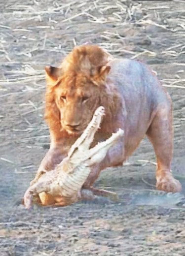 4.5K views · 67 reactions | Lion attacking crocodile #crocodile #lion #wildlife #desert | Documentary Wild Animals | Facebook