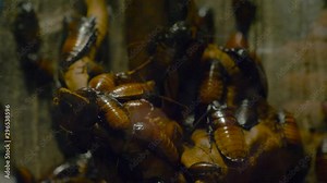 Large African cockroaches sit on top of each other in a terrarium
