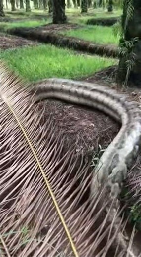 The sight of a large python in a palm oil plantation is terrifying #entertainment #wildlife #anim...