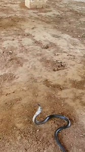 🐍Black Cobra Snake Catching from a livestock farm #snake #cobra #snakecatcher #wildanimals | King Cobra Hunters