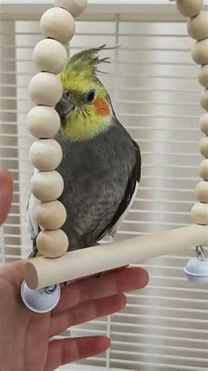 Parrot Toy Ladder, Cage Decoration