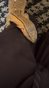 24K views · 790 reactions | She be a scary girl | The Legend Lizards | Facebook