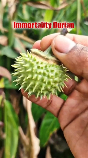 This Fruit Will Make You Fly