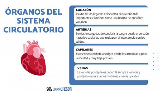 ÓRGANOS del sistema circulatorio y sus FUNCIONES [con imágenes]