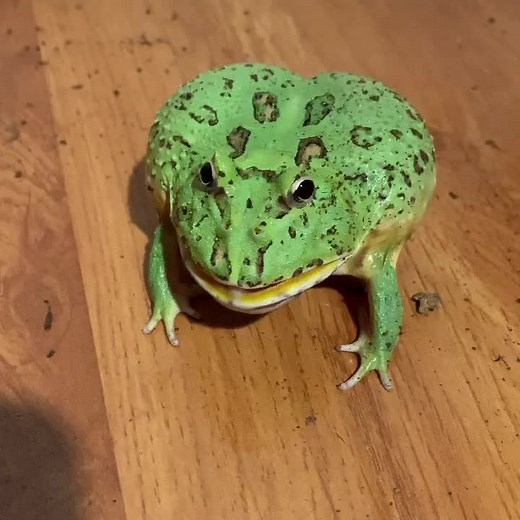 Pac-Man frog vs. Budgett's Frog: The Battle of Screams