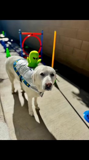 Great Clue Chase Monday 27 Detectives were sent through a course of...