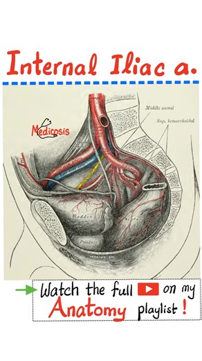 Internal Iliac Artery (IIA) branches - Anatomy of Pelvis and Perineum.....#anatomy #physiology #biology #medschool #medicine #nurse #doctor #physician | Medicosis Perfectionalis