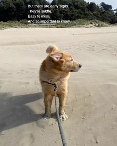 Scout Golden Retriever on Reels