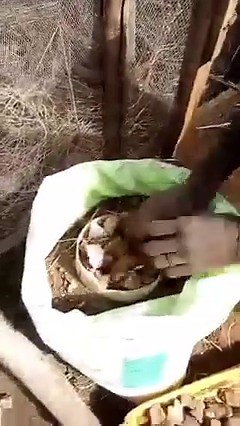 1.1K views · 3 comments | Creating the Sack Bag for home farming...