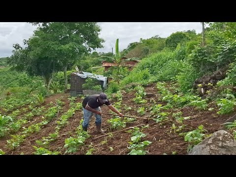 Cleaning my string bean patch in the backyard of my little house.
