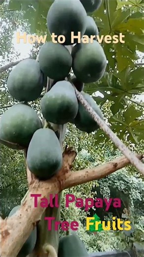 How to Harvest Papaya Fruits #farming #satisfying