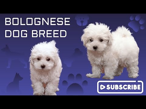 Ultimate Guide to Bolognese Dog Breed: Everything You Need to Know