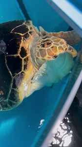 When sea turtles are active, they must swim to the water’s surface to breathe every few minutes. When they’re resting, they can remain underwater for as long as 2 hours! | South Carolina Aquarium
