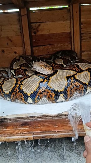 This python may look scary to some people😱 #short #snake #reptiles