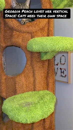 Cat Tree for Multiple Cats: Luxurious Vertical Cat Tower