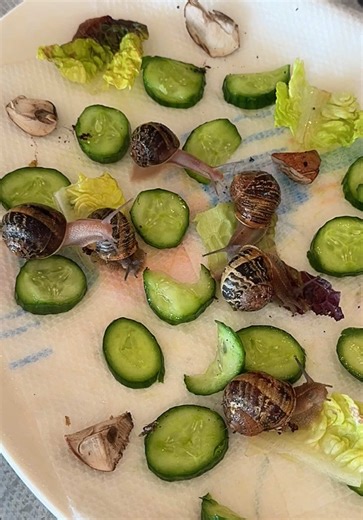 The OG big boys: Moose, Lily, Gizmo, Nico, Montie, and Megan 🐌🐌🐌🐌🐌🐌 #snails