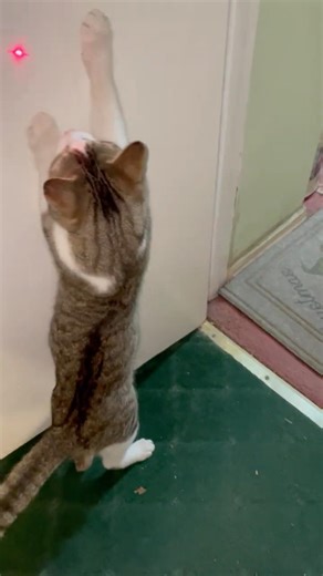 Ralphie And The Lazor #adoptstrays #cuteanimal #cat #cutecat