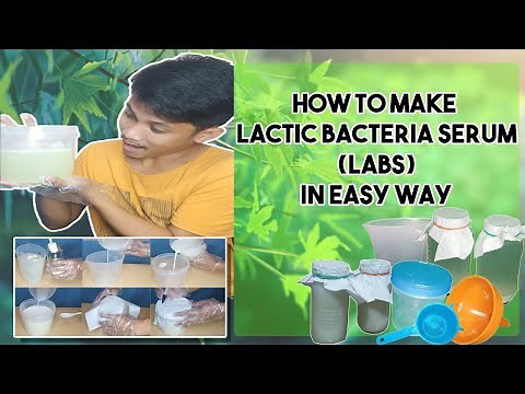 Paano Gumawa ng Lactic Acid Bacteria Serum (LABS) | How to Make Lactic Acid Bacteria Serum (LABS)