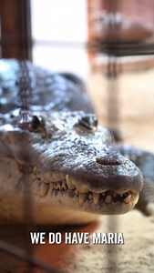 1.7K views · 50 reactions | Meet The Crocodiles With Becky!  Today is World Crocodile Day, and we thought there was no better time than now to meet the two gorgeous Morelet Crocodiles we have here, Mya & Maria! Ranger Becky talks you through some fun facts about them here!  What fascinates you most about this species? We would love to know! | Jimmy's Farm & Wildlife Park | Facebook