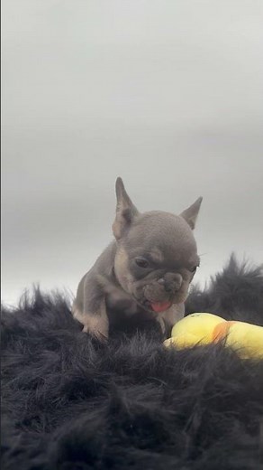 Frenchie puppy